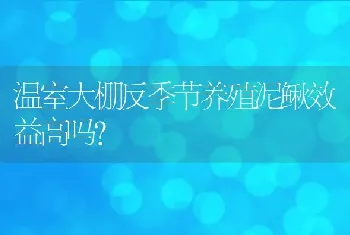 温室大棚反季节养殖泥鳅效益高吗？