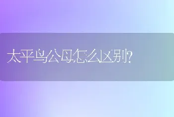 太平鸟公母怎么区别？