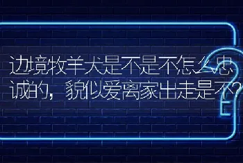 边境牧羊犬是不是不怎么忠诚的，貌似爱离家出走是不？