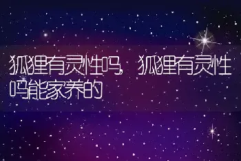 狐狸有灵性吗，狐狸有灵性吗能家养的