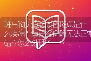 斑马狗头鱼起肉色斑点是什么疾病？鱼已经侧翻无法正常站立怎么处理？