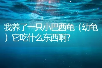 塞纳加尔鹦鹉适合笼养吗?需要多大的笼最好？