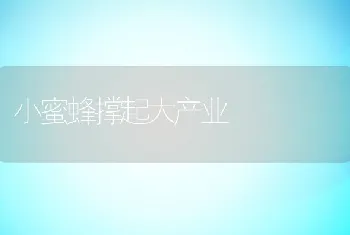 小蜜蜂撑起大产业