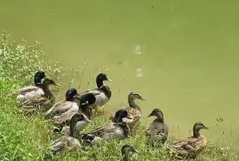 野鸭苗怎么饲喂