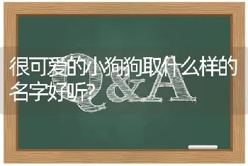 很可爱的小狗狗取什么样的名字好听？