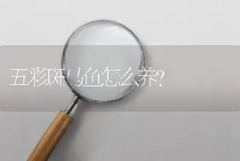 五彩斑马鱼怎么养？