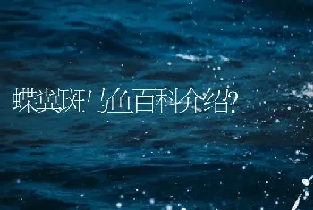 蝶翼斑马鱼百科介绍？