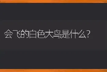 会飞的白色大鸟是什么？