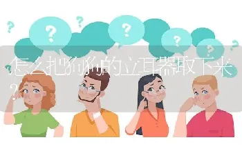 怎么把狗狗的立耳器取下来？