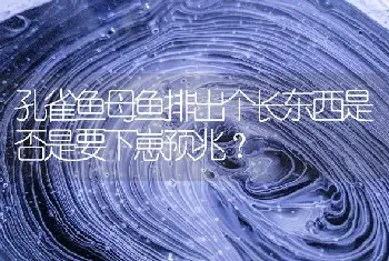 孔雀鱼母鱼排出个长东西是否是要下崽预兆？