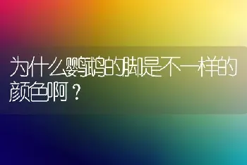 为什么鹦鹉的脚是不一样的颜色啊？