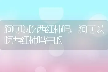 狗可以吃西红柿吗，狗可以吃西红柿吗生的