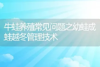 牛蛙养殖常见问题之幼蛙成蛙越冬管理技术