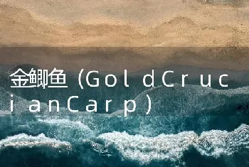 金鲫鱼（GoldCrucianCarp）