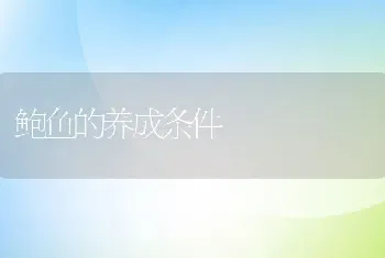 鲍鱼的养成条件