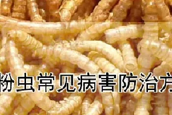 黄粉虫常见病害防治方法