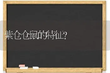 紫仓仓鼠的特征？