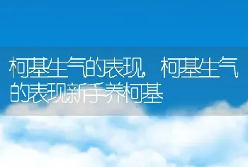 柯基生气的表现，柯基生气的表现新手养柯基