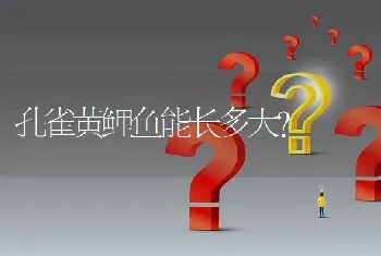 孔雀黄鲤鱼能长多大？