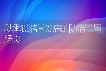 秋季狐貉常发病的防治：胃肠炎