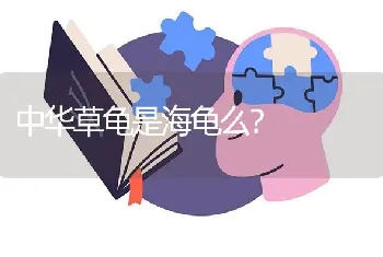 中华草龟是海龟么？