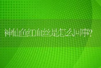 神仙鱼红血丝是怎么回事？