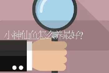 小神仙鱼怎么养最好？