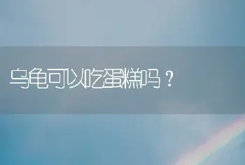 乌龟可以吃蛋糕吗？