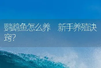 鹦鹉鱼怎么养 新手养殖诀窍？