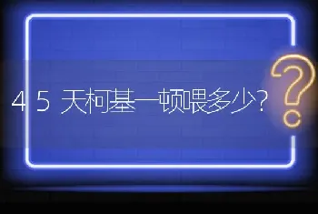 45天柯基一顿喂多少？