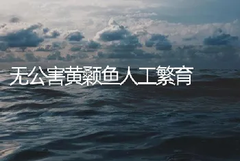 无公害黄颡鱼人工繁育