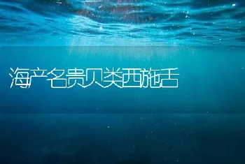 海产名贵贝类西施舌