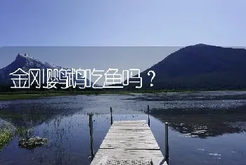 金刚鹦鹉吃鱼吗？