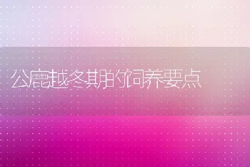 公鹿越冬期的饲养要点