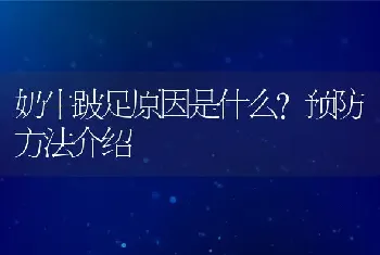 奶牛跛足原因是什么？预防方法介绍