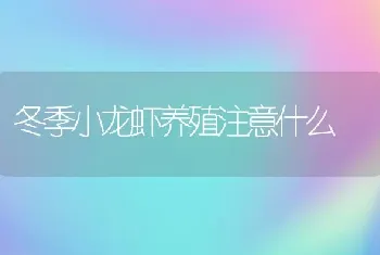 冬季小龙虾养殖注意什么