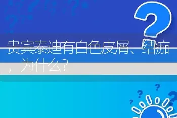 贵宾泰迪有白色皮屑、结痂，为什么？