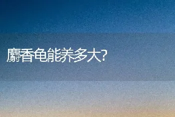 折耳猫特点和外貌？