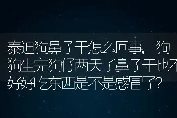 泰迪狗鼻子干怎么回事，狗狗生完狗仔两天了鼻子干也不好好吃东西是不是感冒了？