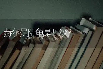 赫尔曼陆龟是几级？