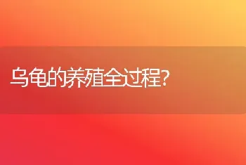 乌龟的养殖全过程？