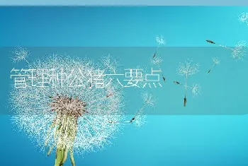 管理种公猪六要点