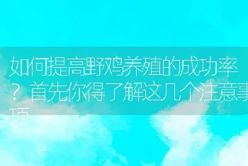 如何提高野鸡养殖的成功率？首先你得了解这几个注意事项