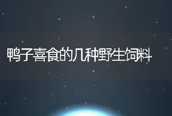 鸭子喜食的几种野生饲料