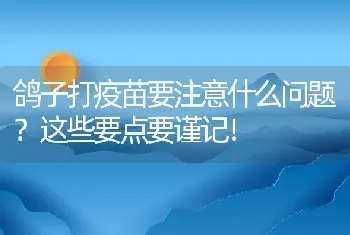 鸽子打疫苗要注意什么问题？这些要点要谨记！