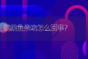 鹦鹉鱼亲吻怎么回事？