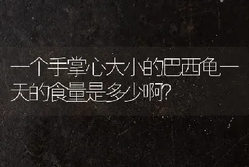 一个手掌心大小的巴西龟一天的食量是多少啊？