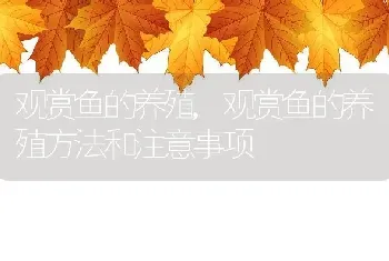 观赏鱼的养殖，观赏鱼的养殖方法和注意事项