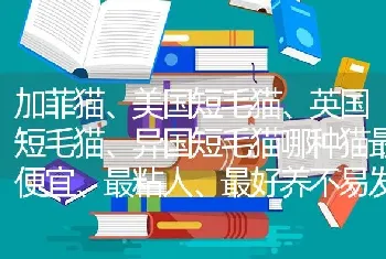 加菲猫、美国短毛猫、英国短毛猫、异国短毛猫哪种猫最便宜、最粘人、最好养不易发疾病。南京哪里有卖，价？