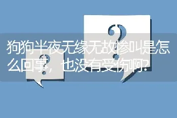 狗狗半夜无缘无故惨叫是怎么回事，也没有受伤啊？